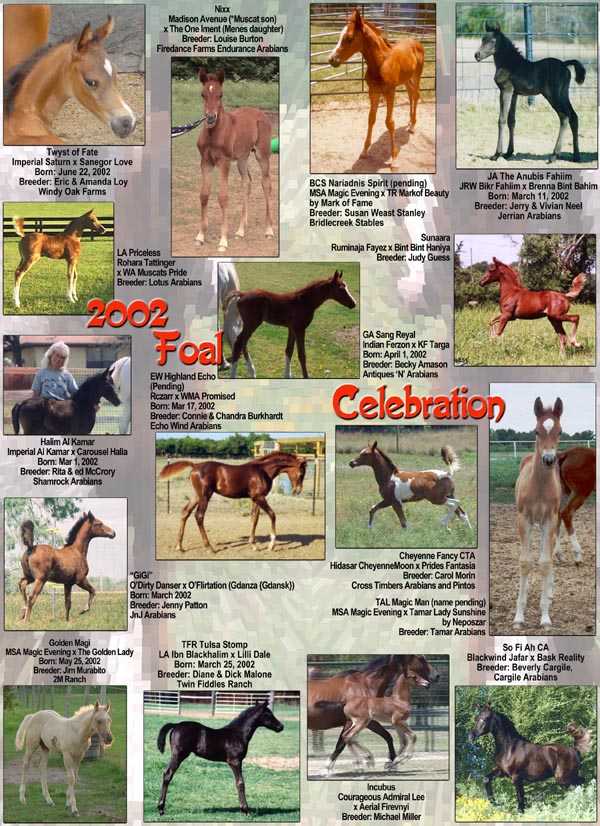 aug02_foal_cover.jpg