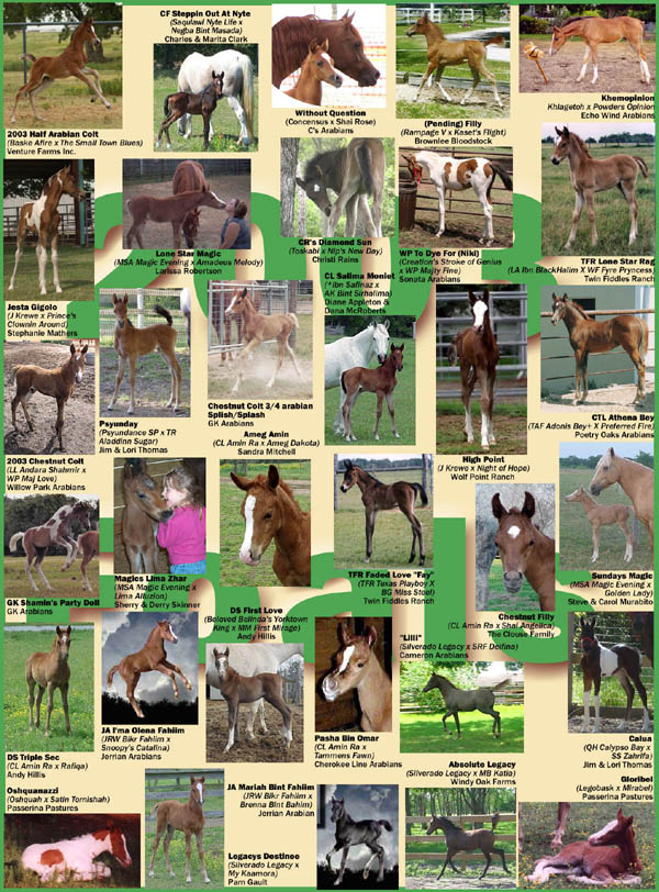 aug03_foal_cover20.jpg