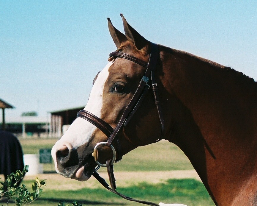 magic_dressagebridle_jubilee11.jpg